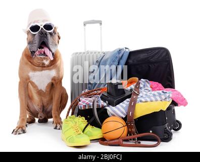 Magnifique Boxer Dog avec valises isolées sur blanc Banque D'Images