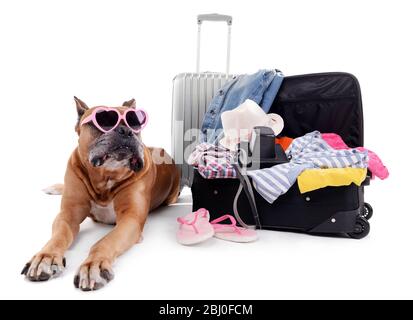 Magnifique Boxer Dog avec valises isolées sur blanc Banque D'Images