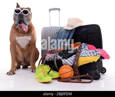 Magnifique Boxer Dog avec valises isolées sur blanc Banque D'Images