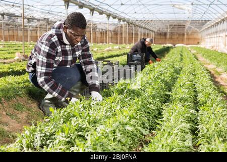 Habiles horticulteur afro-américain récolte des arugula mûres dans la ferme de la ferme Banque D'Images