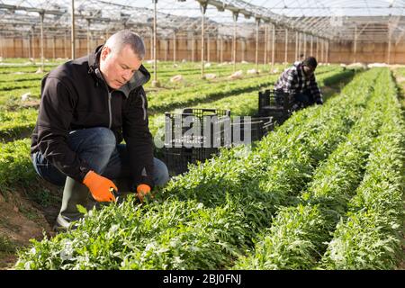 Homme confiant engagé dans la culture de légumes biologiques, la récolte mûre arugula dans la huthouse Banque D'Images