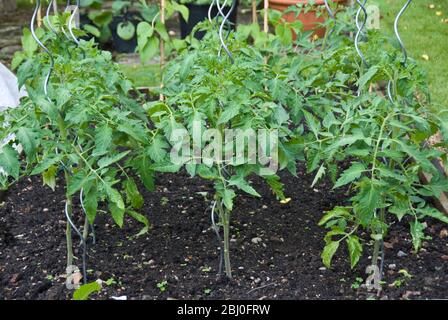 Les plants de tomates qui poussent avec le soutien de poteaux métalliques modernes en forme de cornes dans le lit surélevé du jardin. - Banque D'Images