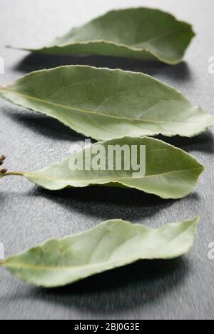 Feuilles de baie sur une surface en plastique sombre. La feuille de baie (Daphni grec, Foi de Dafin roumain) est la feuille aromatique de plusieurs espèces de la famille des Laurel (Lau Banque D'Images