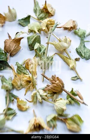 Fleurs de linden séchées pour tisanes ou tisanes - Banque D'Images