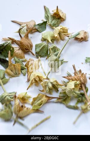 Fleurs de linden séchées pour tisanes ou tisanes - Banque D'Images