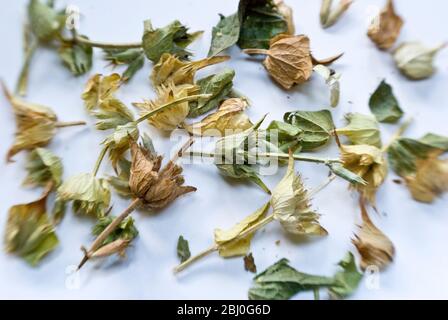 Fleurs de linden séchées pour tisanes ou tisanes - Banque D'Images