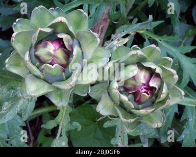 Croissance de l'artichaut du globe. Le globe artichaut (Cynara scolymus) est une espèce de chardon. La partie comestible de la plante est la base (récipient) de la A. Banque D'Images