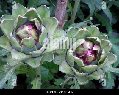 Croissance de l'artichaut du globe. Le globe artichaut (Cynara scolymus) est une espèce de chardon. La partie comestible de la plante est la base (récipient) de la A. Banque D'Images