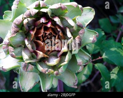 Croissance de l'artichaut du globe. Le globe artichaut (Cynara scolymus) est une espèce de chardon. La partie comestible de la plante est la base (récipient) de la A. Banque D'Images