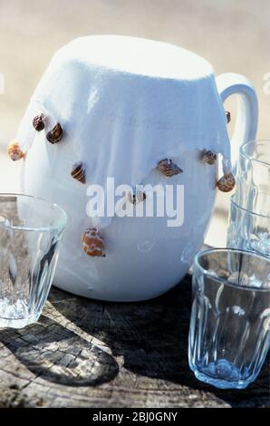 Pichet blanc avec couverture en tissu blanc pondérée avec coquilles de mer pour empêcher les insectes de s'en sortir. - Banque D'Images