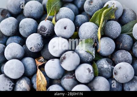 Un bol de sloes qui a été dans le congélateur pendant une journée ou deux afin de les ramollir légèrement avant de les mettre en gin avec du sucre pour le gin de sloe. - Banque D'Images