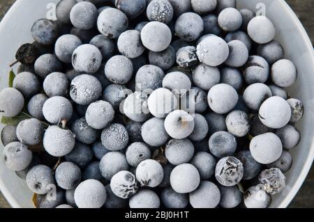 Un bol de sloes qui a été dans le congélateur pendant une journée ou deux afin de les ramollir légèrement avant de les mettre en gin avec du sucre pour le gin de sloe. - Banque D'Images