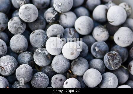 Un bol de sloes qui a été dans le congélateur pendant une journée ou deux afin de les ramollir légèrement avant de les mettre en gin avec du sucre pour le gin de sloe. - Banque D'Images