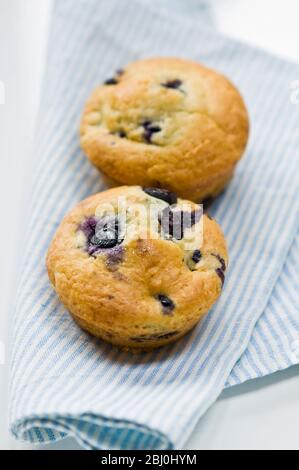 Muffin de bleuets fraîchement cuit sur une serviette bleue à rayures. - Banque D'Images