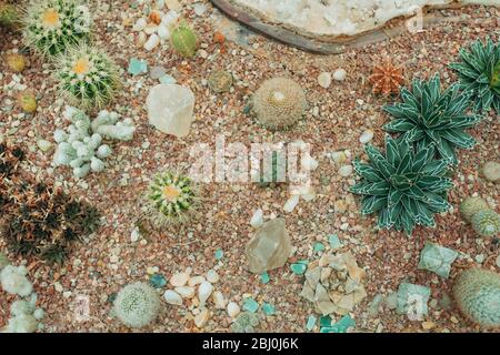 Arrangement rectangulaire de plantes succulentes ; cactus plantes grasses dans un semoir Banque D'Images