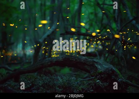 Vol lucicole abstrait et bokeh dans la forêt sauvage. Lucioles Lampyridae volantes dans la forêt la nuit en Bulgarie. Banque D'Images