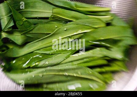 Les feuilles d'ail fraîchement cueillies sont rincées avant de faire la transformation du pesto d'ail sauvage. - Banque D'Images