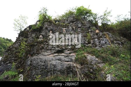 Chongqing, Chongqing, Chine. 28 avril 2020. Village de Dali, ville de gongtan, tujia et comté autonome de miao, ville de youyang, chongqing, à 1200 mètres au-dessus du niveau de la mer, est un bon endroit pour se garder avec des montagnes denses, de l'air frais, des ruisseaux clairs et des fleurs sauvages parfumées.le 25 avril 2020, il zuqiu, un villageois de tujia du village de Dali, a grimpé la falaise pour vérifier le seau d'abeilles sur le rocher. Il a dit que de nombreuses abeilles sauvages ont utilisé pour voler à cette montagne chaque année pour construire des nids et faire du miel dans le fossé de pierre. Il y a quelques années, Sichuanà¯ÂμÅ'CHINA-ago, quelqu'un a mis en place une ruche sur un pic de pierre et a rassemblé doz Banque D'Images