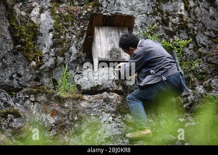 Chongqing, Chongqing, Chine. 28 avril 2020. Village de Dali, ville de gongtan, tujia et comté autonome de miao, ville de youyang, chongqing, à 1200 mètres au-dessus du niveau de la mer, est un bon endroit pour se garder avec des montagnes denses, de l'air frais, des ruisseaux clairs et des fleurs sauvages parfumées.le 25 avril 2020, il zuqiu, un villageois de tujia du village de Dali, a grimpé la falaise pour vérifier le seau d'abeilles sur le rocher. Il a dit que de nombreuses abeilles sauvages ont utilisé pour voler à cette montagne chaque année pour construire des nids et faire du miel dans le fossé de pierre. Il y a quelques années, Sichuanà¯ÂμÅ'CHINA-ago, quelqu'un a mis en place une ruche sur un pic de pierre et a rassemblé doz Banque D'Images