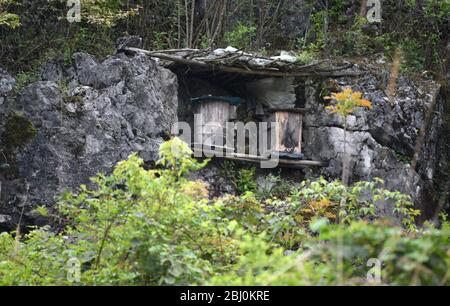 Chongqing, Chongqing, Chine. 28 avril 2020. Village de Dali, ville de gongtan, tujia et comté autonome de miao, ville de youyang, chongqing, à 1200 mètres au-dessus du niveau de la mer, est un bon endroit pour se garder avec des montagnes denses, de l'air frais, des ruisseaux clairs et des fleurs sauvages parfumées.le 25 avril 2020, il zuqiu, un villageois de tujia du village de Dali, a grimpé la falaise pour vérifier le seau d'abeilles sur le rocher. Il a dit que de nombreuses abeilles sauvages ont utilisé pour voler à cette montagne chaque année pour construire des nids et faire du miel dans le fossé de pierre. Il y a quelques années, Sichuanà¯ÂμÅ'CHINA-ago, quelqu'un a mis en place une ruche sur un pic de pierre et a rassemblé doz Banque D'Images