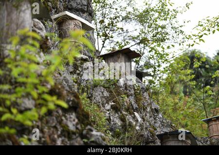 Chongqing, Chongqing, Chine. 28 avril 2020. Village de Dali, ville de gongtan, tujia et comté autonome de miao, ville de youyang, chongqing, à 1200 mètres au-dessus du niveau de la mer, est un bon endroit pour se garder avec des montagnes denses, de l'air frais, des ruisseaux clairs et des fleurs sauvages parfumées.le 25 avril 2020, il zuqiu, un villageois de tujia du village de Dali, a grimpé la falaise pour vérifier le seau d'abeilles sur le rocher. Il a dit que de nombreuses abeilles sauvages ont utilisé pour voler à cette montagne chaque année pour construire des nids et faire du miel dans le fossé de pierre. Il y a quelques années, Sichuanà¯ÂμÅ'CHINA-ago, quelqu'un a mis en place une ruche sur un pic de pierre et a rassemblé doz Banque D'Images