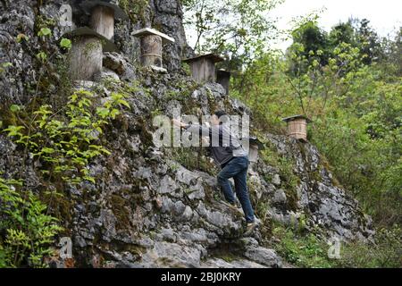 Chongqing, Chongqing, Chine. 28 avril 2020. Village de Dali, ville de gongtan, tujia et comté autonome de miao, ville de youyang, chongqing, à 1200 mètres au-dessus du niveau de la mer, est un bon endroit pour se garder avec des montagnes denses, de l'air frais, des ruisseaux clairs et des fleurs sauvages parfumées.le 25 avril 2020, il zuqiu, un villageois de tujia du village de Dali, a grimpé la falaise pour vérifier le seau d'abeilles sur le rocher. Il a dit que de nombreuses abeilles sauvages ont utilisé pour voler à cette montagne chaque année pour construire des nids et faire du miel dans le fossé de pierre. Il y a quelques années, Sichuanà¯ÂμÅ'CHINA-ago, quelqu'un a mis en place une ruche sur un pic de pierre et a rassemblé doz Banque D'Images