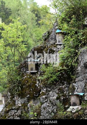 Chongqing, Chongqing, Chine. 28 avril 2020. Village de Dali, ville de gongtan, tujia et comté autonome de miao, ville de youyang, chongqing, à 1200 mètres au-dessus du niveau de la mer, est un bon endroit pour se garder avec des montagnes denses, de l'air frais, des ruisseaux clairs et des fleurs sauvages parfumées.le 25 avril 2020, il zuqiu, un villageois de tujia du village de Dali, a grimpé la falaise pour vérifier le seau d'abeilles sur le rocher. Il a dit que de nombreuses abeilles sauvages ont utilisé pour voler à cette montagne chaque année pour construire des nids et faire du miel dans le fossé de pierre. Il y a quelques années, Sichuanà¯ÂμÅ'CHINA-ago, quelqu'un a mis en place une ruche sur un pic de pierre et a rassemblé doz Banque D'Images