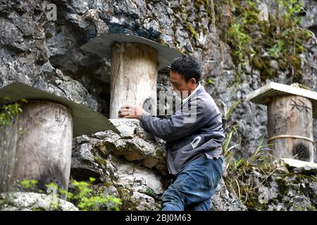 Chongqing, Chongqing, Chine. 28 avril 2020. Village de Dali, ville de gongtan, tujia et comté autonome de miao, ville de youyang, chongqing, à 1200 mètres au-dessus du niveau de la mer, est un bon endroit pour se garder avec des montagnes denses, de l'air frais, des ruisseaux clairs et des fleurs sauvages parfumées.le 25 avril 2020, il zuqiu, un villageois de tujia du village de Dali, a grimpé la falaise pour vérifier le seau d'abeilles sur le rocher. Il a dit que de nombreuses abeilles sauvages ont utilisé pour voler à cette montagne chaque année pour construire des nids et faire du miel dans le fossé de pierre. Il y a quelques années, Sichuanà¯ÂμÅ'CHINA-ago, quelqu'un a mis en place une ruche sur un pic de pierre et a rassemblé doz Banque D'Images