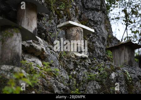 Chongqing, Chongqing, Chine. 28 avril 2020. Village de Dali, ville de gongtan, tujia et comté autonome de miao, ville de youyang, chongqing, à 1200 mètres au-dessus du niveau de la mer, est un bon endroit pour se garder avec des montagnes denses, de l'air frais, des ruisseaux clairs et des fleurs sauvages parfumées.le 25 avril 2020, il zuqiu, un villageois de tujia du village de Dali, a grimpé la falaise pour vérifier le seau d'abeilles sur le rocher. Il a dit que de nombreuses abeilles sauvages ont utilisé pour voler à cette montagne chaque année pour construire des nids et faire du miel dans le fossé de pierre. Il y a quelques années, Sichuanà¯ÂμÅ'CHINA-ago, quelqu'un a mis en place une ruche sur un pic de pierre et a rassemblé doz Banque D'Images