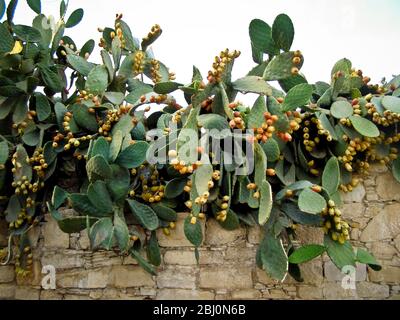 Poire pirickly plante avec profusion de fruits - Banque D'Images