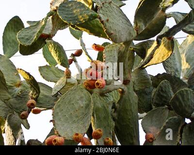 Poire pirickly plante avec profusion de fruits - Banque D'Images