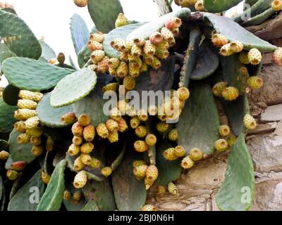 Poire pirickly plante avec profusion de fruits - Banque D'Images