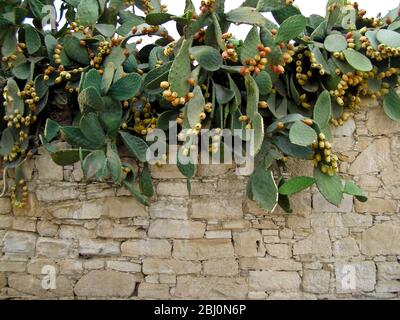 Poire pirickly plante avec profusion de fruits - Banque D'Images