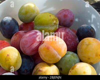 Une merveilleuse variété de prunes fraîchement cueillies dans les arbres du jardin. - Banque D'Images