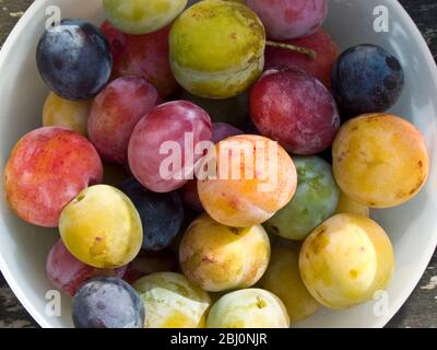 Une merveilleuse variété de prunes fraîchement cueillies dans les arbres du jardin. - Banque D'Images