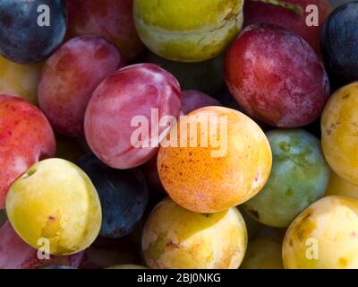 Une merveilleuse variété de prunes fraîchement cueillies dans les arbres du jardin. - Banque D'Images