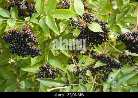 Elderberries gaviing sur les buissons plus âgés à Kentish hedgeriow en septembre - Banque D'Images