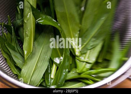 Les feuilles d'ail fraîchement cueillies sont rincées avant de faire la transformation du pesto d'ail sauvage. - Banque D'Images