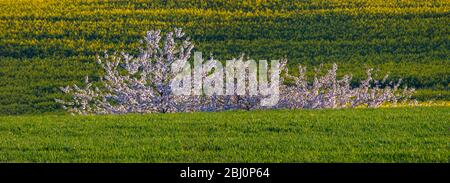 cerises en fleurs qui poussent parmi les champs verts Banque D'Images
