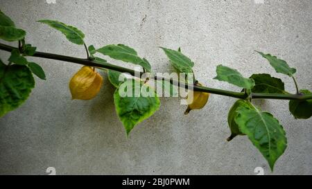 La vigne Pthysalis contre le mur de serre. - Banque D'Images