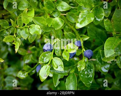 Bleuets sauvages qui poussent dans les bois du sud de la Suède, photographiés après la pluie - Banque D'Images