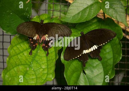 couple vivant de polytes papilio ou de papillon commun mormon reposant sur une feuille Banque D'Images