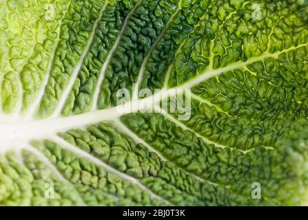 Détail de la feuille de chou de savoie verte montrant le motif des veines contre la lumière - Banque D'Images