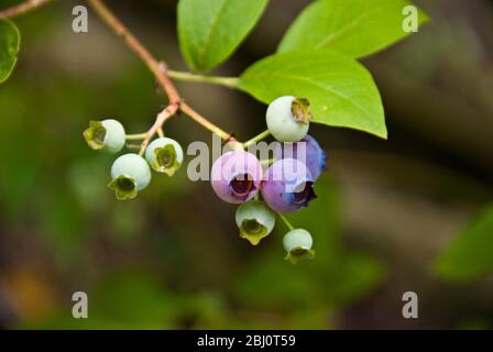 Bleuets qui poussent sur le bush dans le jardin dans le Kent UK - Banque D'Images