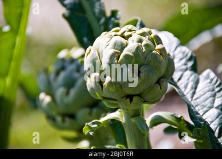 Têtes d'artichaut du globe qui poussent dans le jardin en été - Banque D'Images