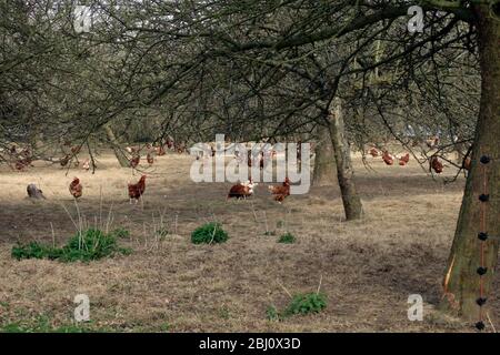 Poulets qui se déferent de portes sur une ferme d'œufs de plage libre dans un verger dans Kent UK - Banque D'Images