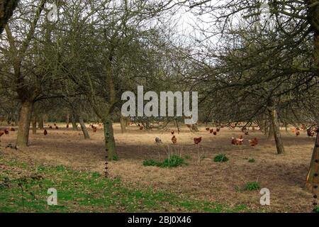 Poulets qui se déferent de portes sur une ferme d'œufs de plage libre dans un verger dans Kent UK - Banque D'Images