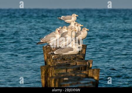 Des mouettes sur le brise-lames de la plage de Kühlungsborn sur la mer Baltique Banque D'Images