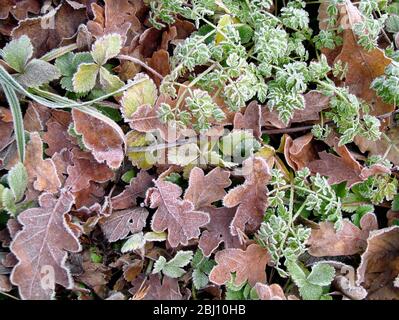 Terrain gelé en janvier avec des feuilles d'automne et des pousses de printemps. Kent Angleterre Royaume-Uni - Banque D'Images