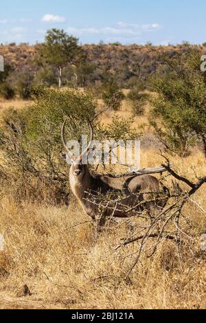 Waterbuck (Kobus ellipsiprymnus) dans le parc national Kruger. Afrique du Sud Banque D'Images